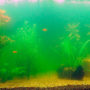 Почему зеленеет вода в аквариуме