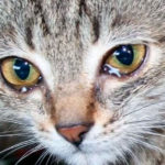 Почему у кошек слезятся глаза