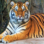 Амурский тигр (лат Panthera tigris altaica)