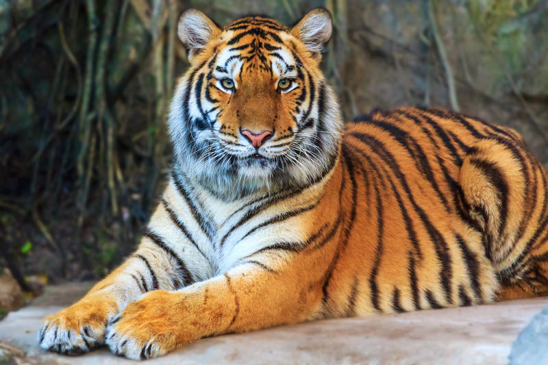 Амурский тигр фото