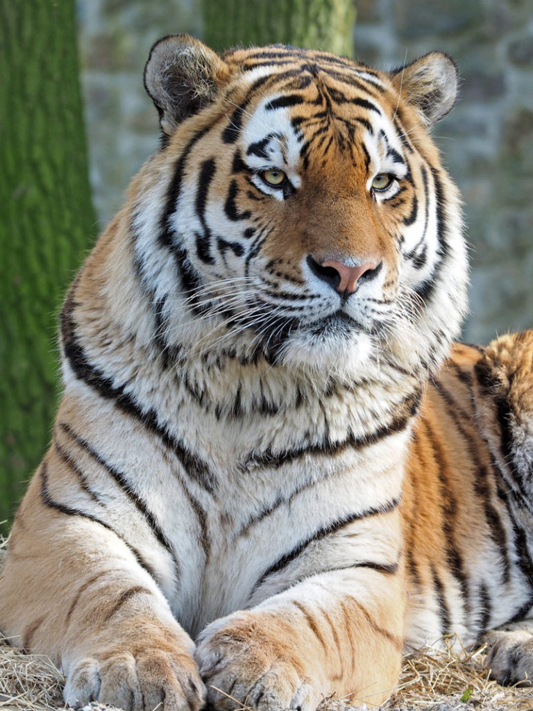Амурский тигр вертикальное фото
