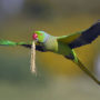 Ожереловый попугай (Индийский кольчатый попугай)