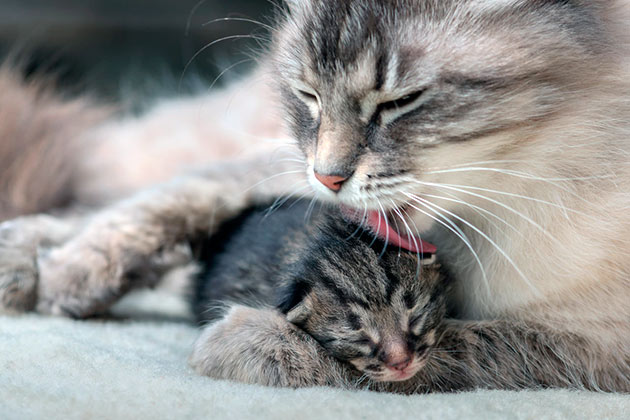 При принятие родов у кошки на дому, вы должны быть уверены в своих силах, если есть сомнения - вызовите ветеринара