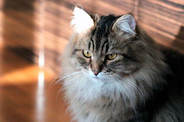 Породы кошек: Сибирская кошка