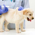 Прививки щенкам – какие и когда ставить