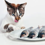 Можно ли кошкам давать рыбу