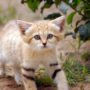 Барханный кот (Fеlis mаrgаritа)
