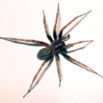 Домовый паук или тегенария домовая