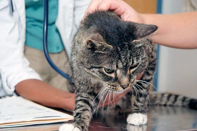 Существует ряд признаков, по которым можно определить что кошку требуется проглистогонить, но диагностировать это сможет только ветеринар