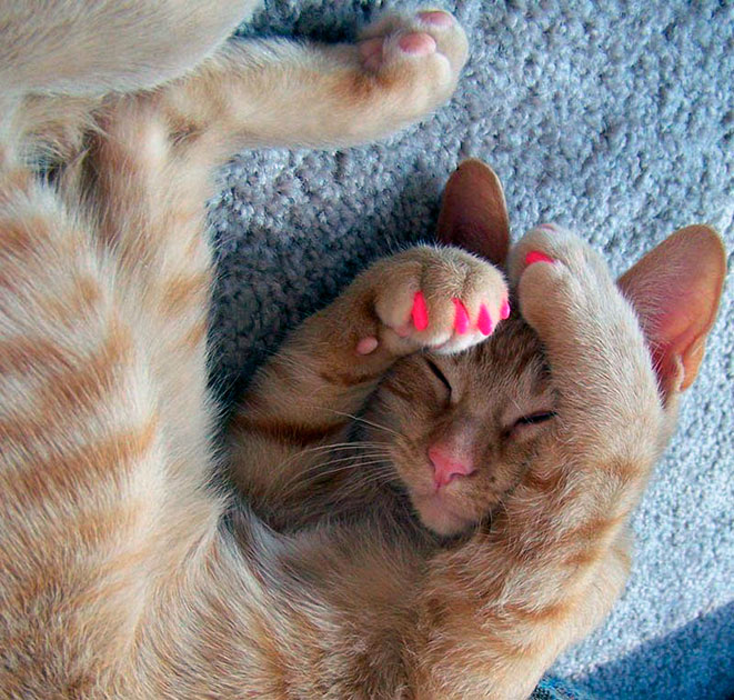 как сделать накладные ногти для кошек отзывы