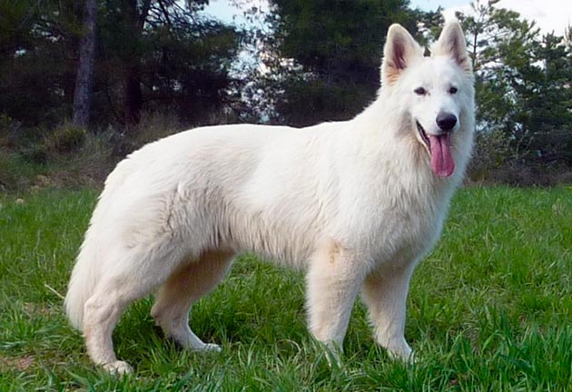 Белая швейцарская овчарка это собака средних размеров с хорошо развитой мускулатурой