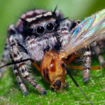 Что едят пауки