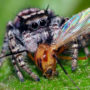 Что едят пауки