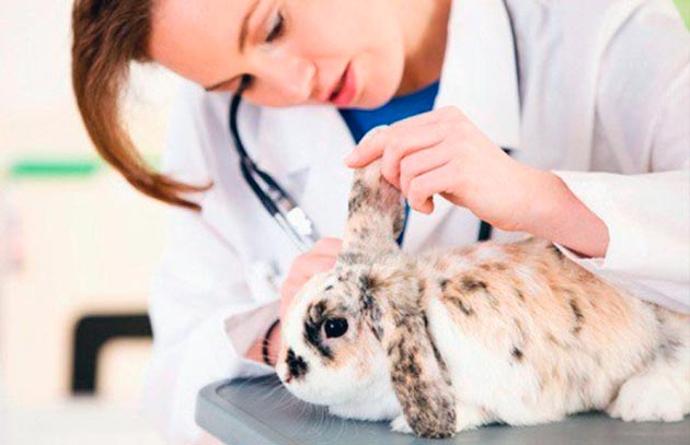 Заражение геморрагической болезнью у кроликов происходит по воздуху и требует немедленного лечения