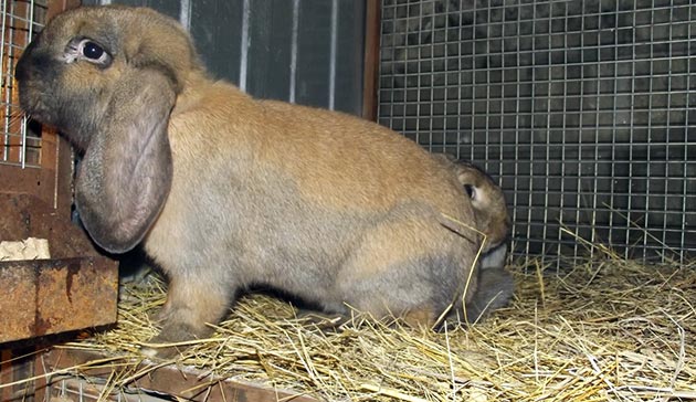 Заболевания ЖКТ у кроликов достаточно много и если у появились сомнения насчет здоровья кролика - обратитесь к ветеринару