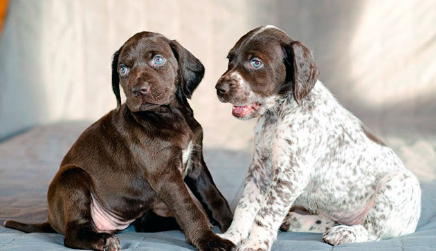 Цена на щенка курцхаара зависит от целей приобретения щенка и варьируется от 15 до 75 тысяч рублей