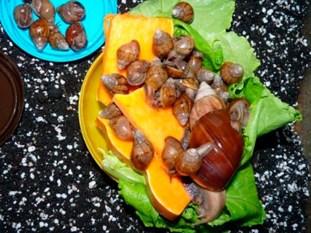 Маленькие ахатины питаются в основном из мелко натертых фруктов и овощей