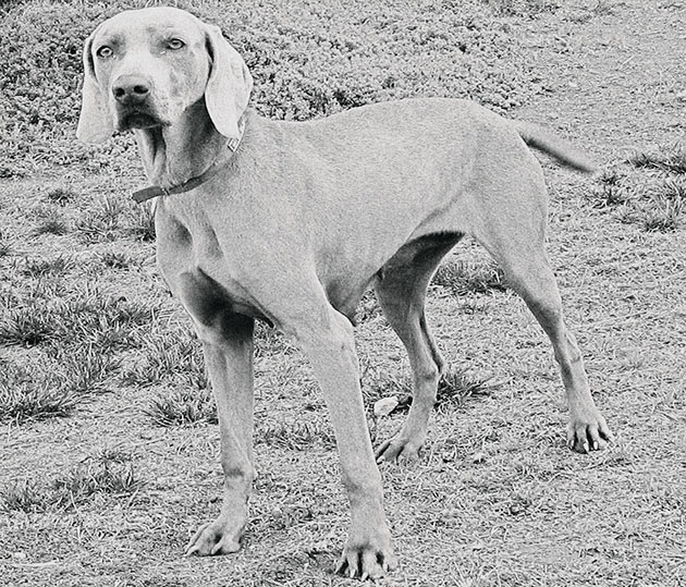 Породы собак – Веймарская легавая