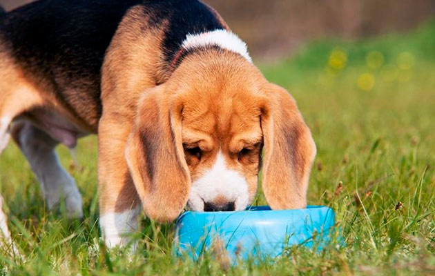 При диабете, собаку лучше кормить маленькими порциями, но чаще