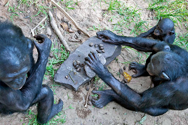 Шимпанзе умное животное, которое способно быстро обучаться и копировать поведение человека