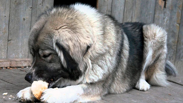 Такая большая собака, как кавказская овчарка должна получать достаточное количество пищи