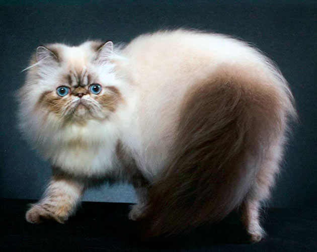 Породы кошек: Гималайская кошка