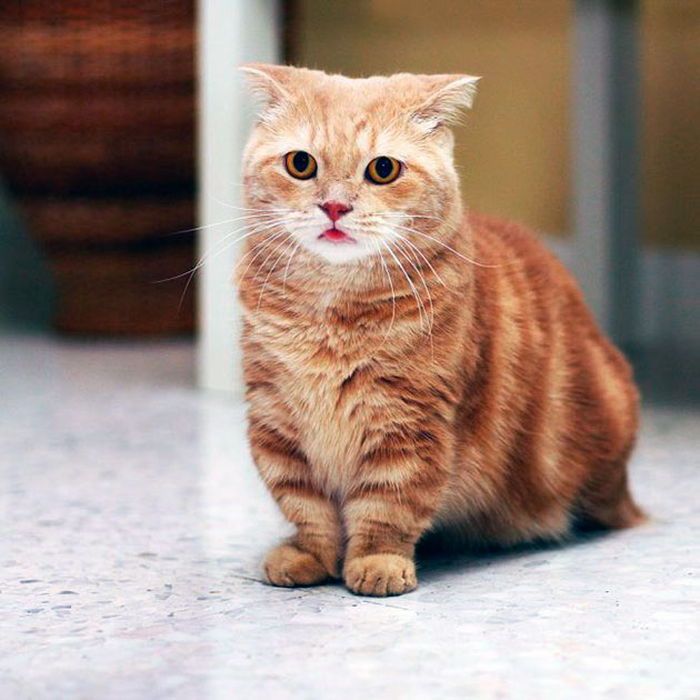 манчкин кошка описание породы