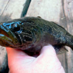 Рыба ротан (Реrссоttus glеnii)