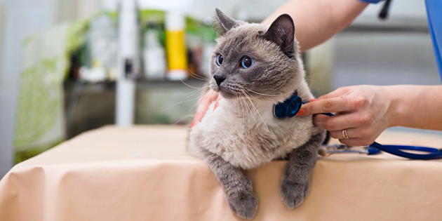Тайские кошки обладают отличным иммунитетом, а при соблюдение сроков вакцинации только укрепит здоровье вашей кошечки