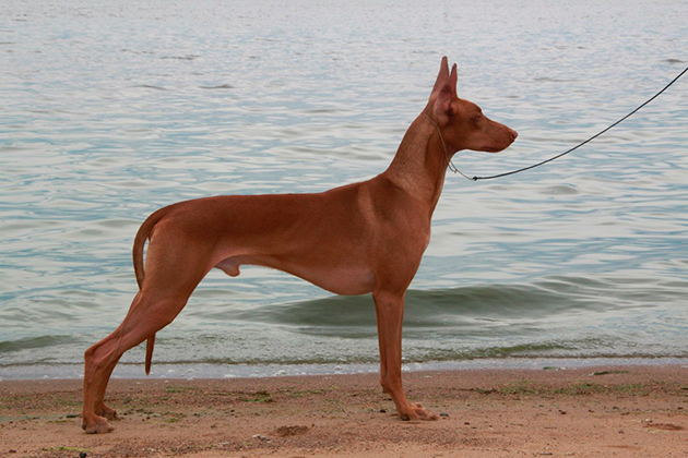 Удивительной особенностью фараоновой собаки считается, что когда собака возбуждена у неё розовеет кончик носа