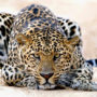 Леопард (лат. Pantherа pardus)