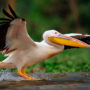 Пеликаны (лат. Реlесаnus)