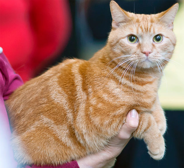 Владельцы кельтских кошек отмечают тот факт, что они могут помнить обиду причиненную им