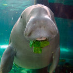 Дюгонь (лат. Dugong dugon)