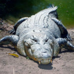 Крокодилы (лат. Crocodilia)