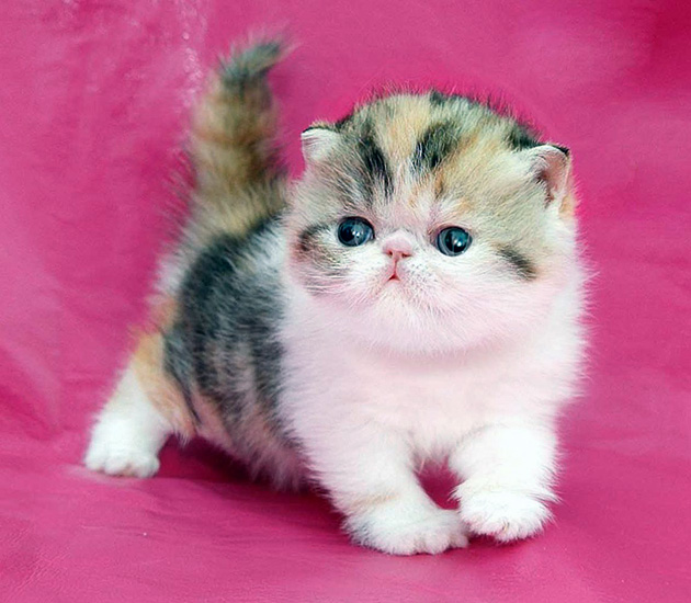 Котята экзотической короткошерстной кошки без документов стоят около трех тысяч рублей, в с документами от 15 тысяч рублей