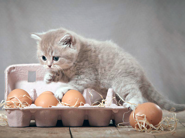 Прежде чем начинать кормить кошку яйцами — проконсультируйтесь с ветеринаром
