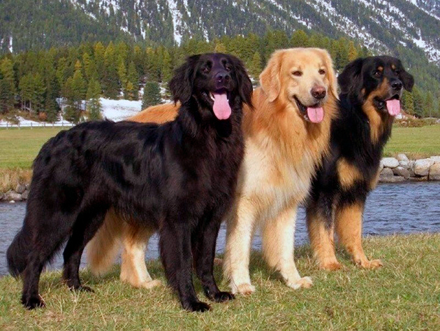 Ховаварт — крупная порода собак весом до 40 килограмм