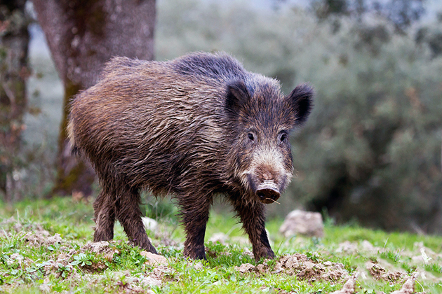 Самая большая свинья в мире- рекорды и крупные породы