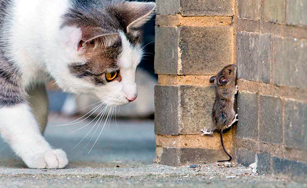 Кошка ест мышей – вредно или полезно?