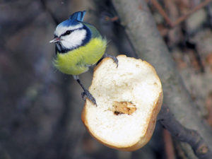 Птичка питающаяся семенами конопли browser tor вирусы hidra