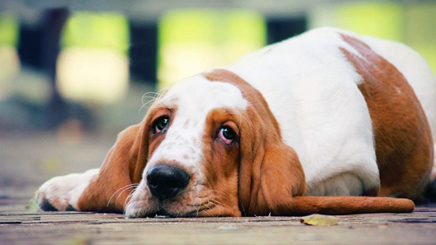 К побочным действиям стронгхолда для собак можно отнести общую вялость и усиление слюноотделения