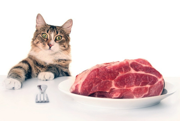 При кормление кошки сырым мясом, не давайте продукт который вот-вот испортится 
