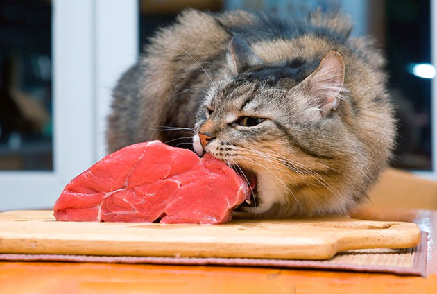 Можно ли кошке давать сырое мясо