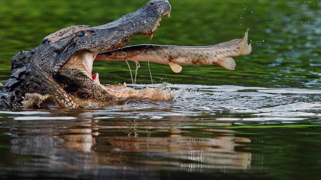 Нильские крокодилы любят употреблять в свой рацион рыбу