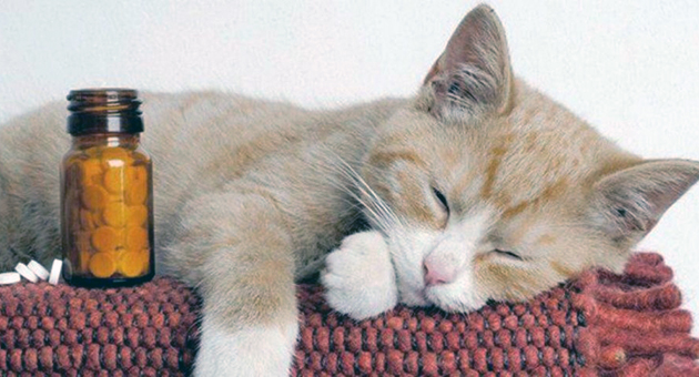 Существует множество видов глистов у кошек и заразиться ими очень просто