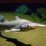 Акула-домовой, скапаноринх или акула-гоблин