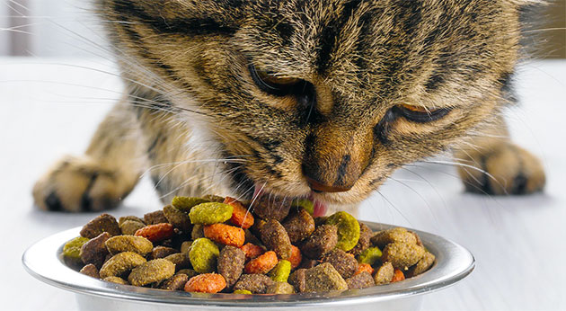 При подборе корма для кошек ориентируйтесь на показатель средней нуждаемости в белках — 30–38%