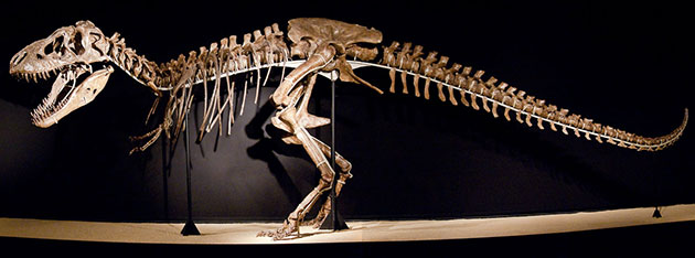 Tarbosaurus bataar, а впервые тарбозавры были обнаружены в процессе советско-монгольской экспедиции в аймак Умнеговь и формацию Нэмэгт