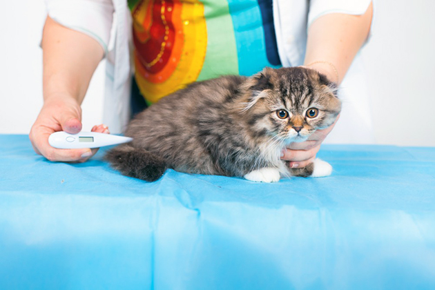 Основной метод изменения температуры у кошки — ректально (в кошачьей прямой кишке)